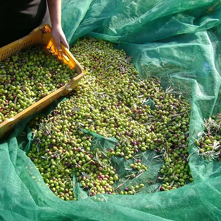 住宿加早餐酒店 卡萨莱阿尔隆蒂尼住宿加早餐旅馆