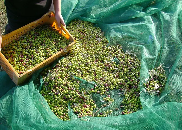 住宿加早餐酒店 卡萨莱阿尔隆蒂尼住宿加早餐旅馆